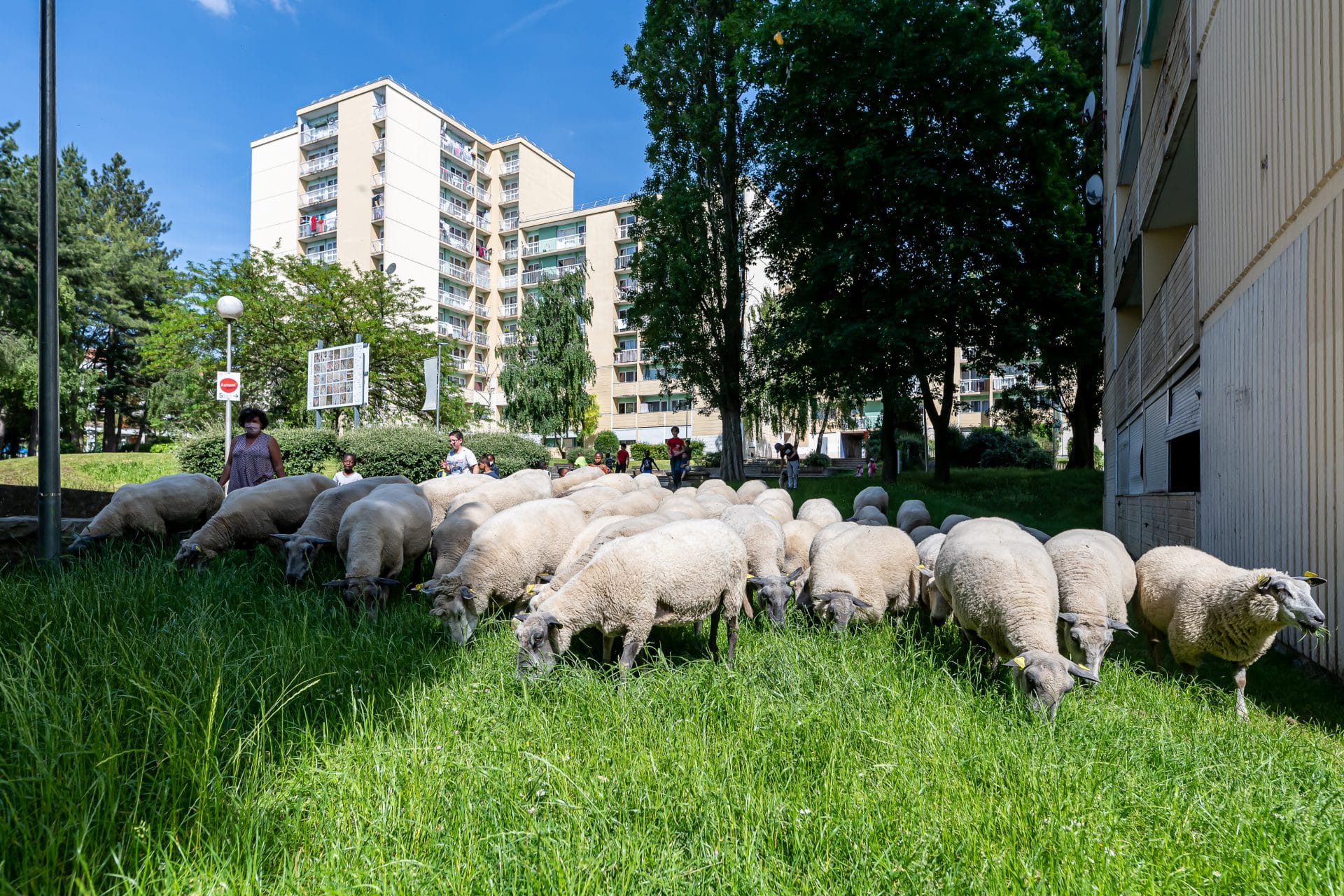 À Villiers-le-Bel (95), des moutons dans le quartier